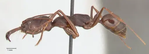 Odontomachus monticola specimen FOCOL1061 image focol1061_3