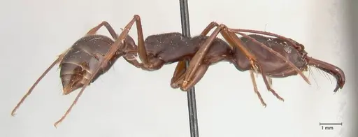 Odontomachus monticola specimen FOCOL1061 image focol1061_4