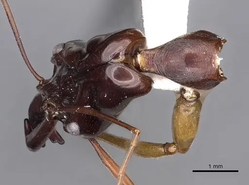 Odontomachus mormo specimen CASENT0900608 image casent0900608_1