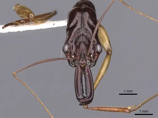 Odontomachus mormo specimen CASENT0900608 image casent0900608_2