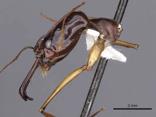Odontomachus mormo specimen CASENT0900608 image casent0900608_3