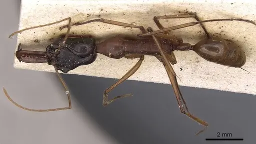 Odontomachus nigriceps specimen CASENT0900614 image casent0900614_1