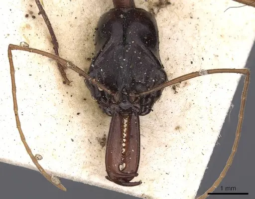 Odontomachus nigriceps specimen CASENT0900614 image casent0900614_2