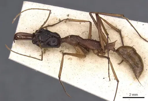 Odontomachus nigriceps specimen CASENT0900614 image casent0900614_3
