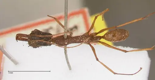 Odontomachus nigriceps specimen FOCOL0581 image focol0581_1