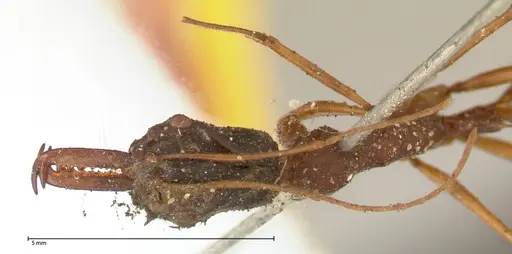 Odontomachus nigriceps specimen FOCOL0581 image focol0581_2