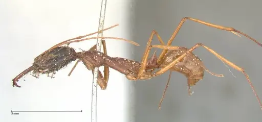 Odontomachus nigriceps specimen FOCOL0581 image focol0581_3