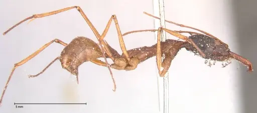 Odontomachus nigriceps specimen FOCOL0581 image focol0581_4