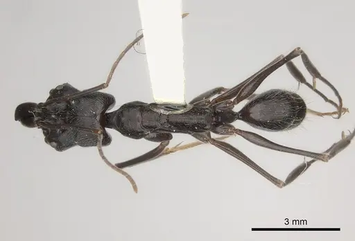 Odontomachus opaciventris specimen CASENT0217542 image casent0217542_1