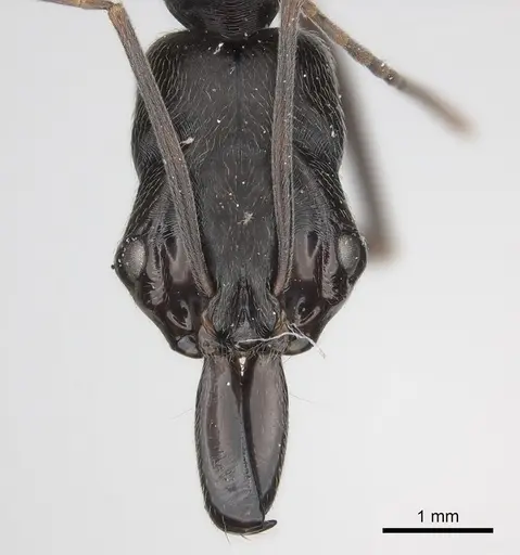 Odontomachus opaciventris specimen CASENT0217542 image casent0217542_2