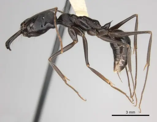 Odontomachus opaciventris specimen CASENT0217542 image casent0217542_3