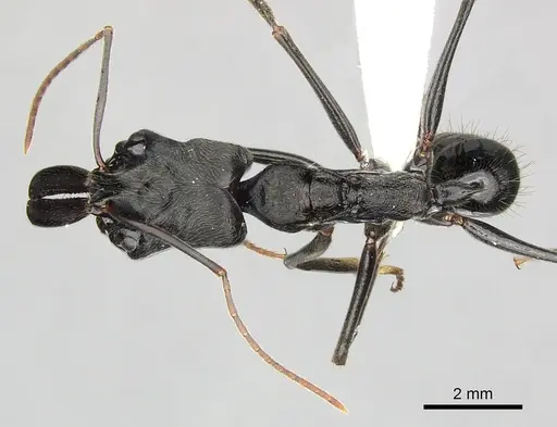 Odontomachus opaciventris specimen CASENT0270610 image casent0270610_1