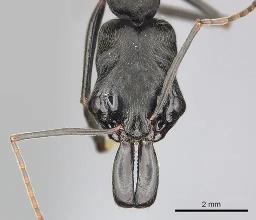 Odontomachus opaciventris specimen CASENT0270610 image casent0270610_2