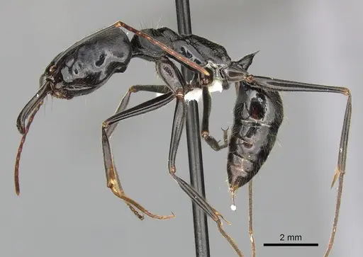 Odontomachus opaciventris specimen CASENT0270610 image casent0270610_3