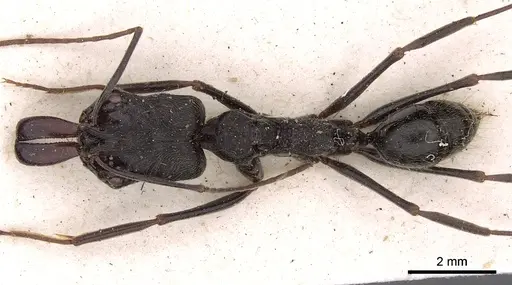 Odontomachus opaciventris specimen CASENT0900586 image casent0900586_1