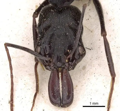 Odontomachus opaciventris specimen CASENT0900586 image casent0900586_2