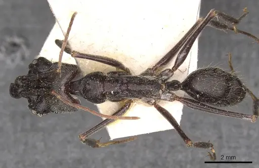 Odontomachus opaciventris specimen CASENT0907435 image casent0907435_1