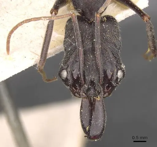 Odontomachus opaciventris specimen CASENT0907435 image casent0907435_2