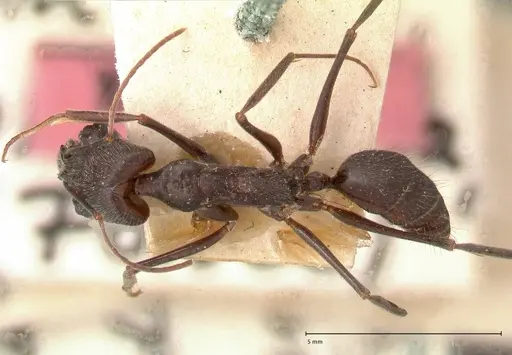 Odontomachus opaciventris specimen FOCOL0687 image focol0687_1