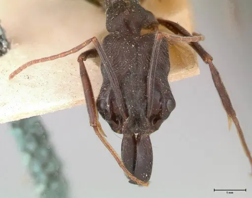 Odontomachus opaciventris specimen FOCOL0687 image focol0687_2