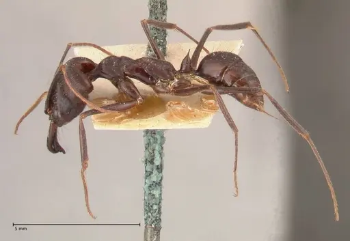 Odontomachus opaciventris specimen FOCOL0687 image focol0687_3