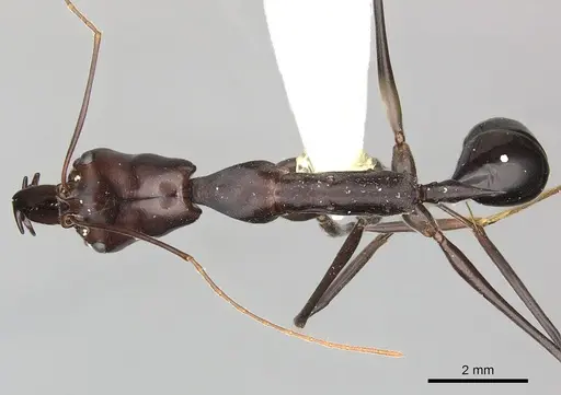 Odontomachus opaculus specimen CASENT0270622 image casent0270622_1