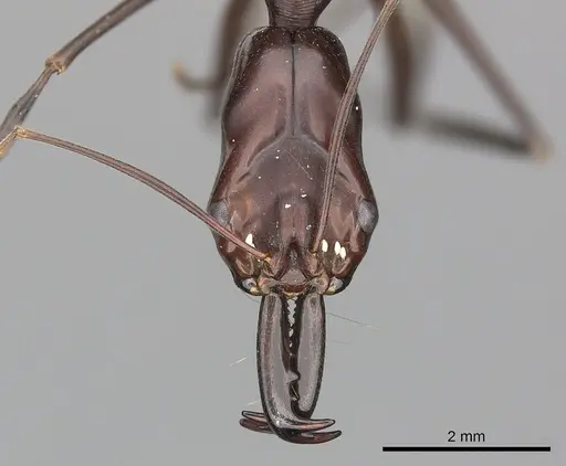 Odontomachus opaculus specimen CASENT0270622 image casent0270622_2