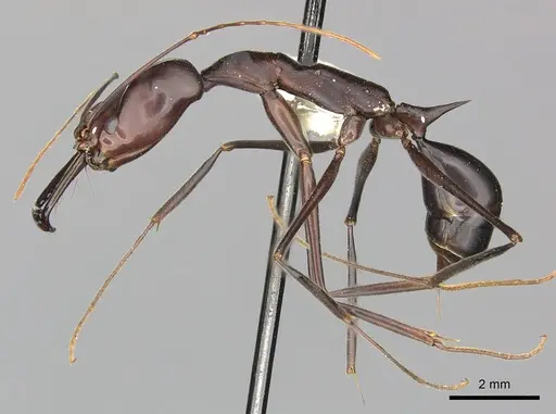 Odontomachus opaculus specimen CASENT0270622 image casent0270622_3
