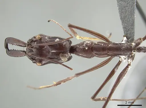 Odontomachus opaculus specimen CASENT0650187 image casent0650187_1