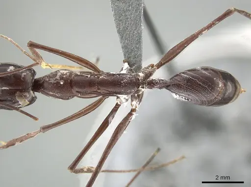 Odontomachus opaculus specimen CASENT0650187 image casent0650187_2