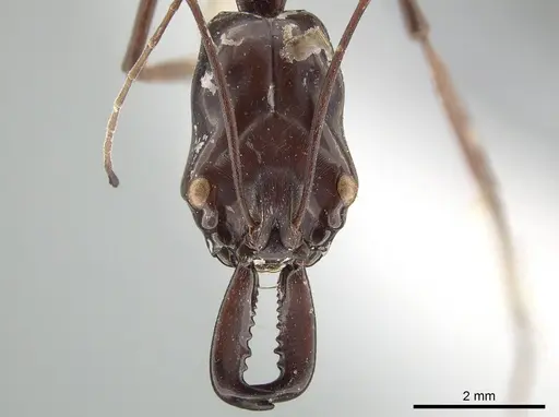 Odontomachus opaculus specimen CASENT0650187 image casent0650187_3