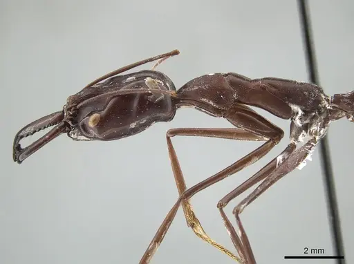 Odontomachus opaculus specimen CASENT0650187 image casent0650187_4