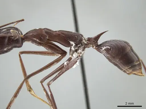 Odontomachus opaculus specimen CASENT0650187 image casent0650187_5