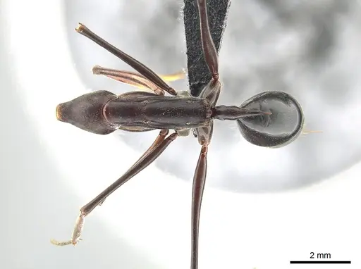 Odontomachus opaculus specimen CASENT0650352 image casent0650352_1