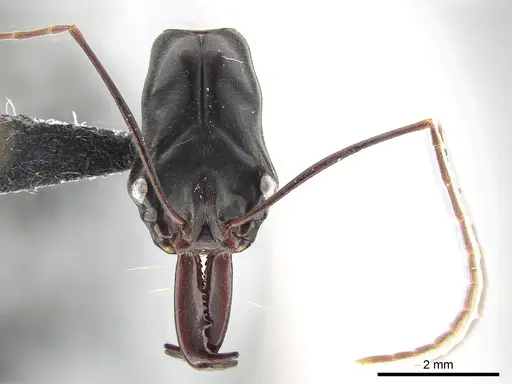 Odontomachus opaculus specimen CASENT0650352 image casent0650352_2