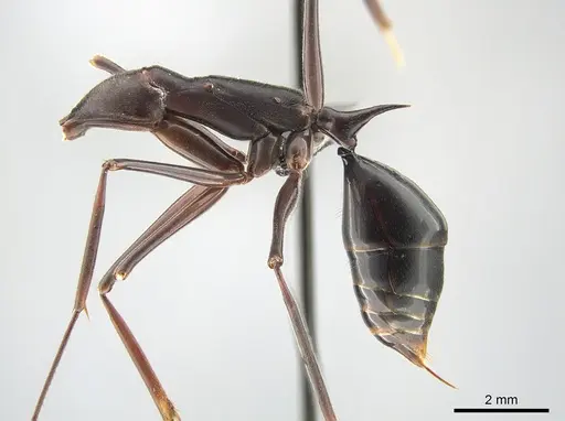 Odontomachus opaculus specimen CASENT0650352 image casent0650352_3