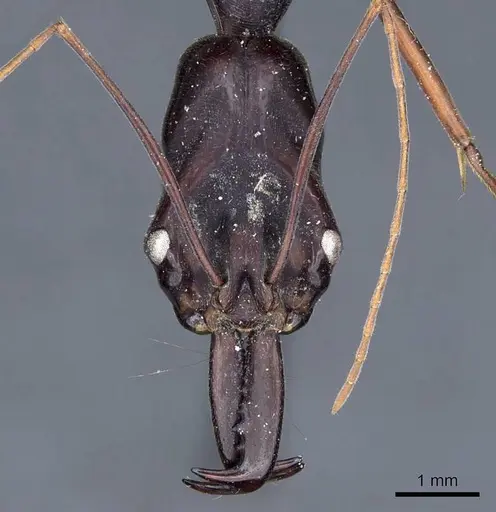 Odontomachus opaculus specimen CASENT0905745 image casent0905745_2