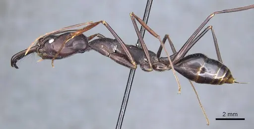 Odontomachus opaculus specimen CASENT0905745 image casent0905745_3
