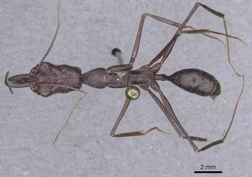 Odontomachus opaculus specimen CASENT0915244 image casent0915244_1
