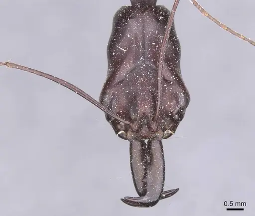 Odontomachus opaculus specimen CASENT0915244 image casent0915244_2