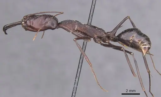 Odontomachus opaculus specimen CASENT0915244 image casent0915244_3