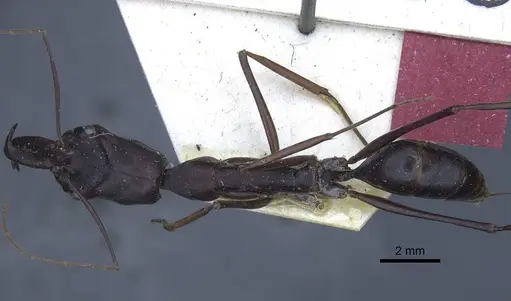 Odontomachus opaculus specimen CASENT0916849 image casent0916849_1