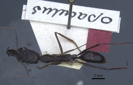Odontomachus opaculus specimen CASENT0916849 image casent0916849_2