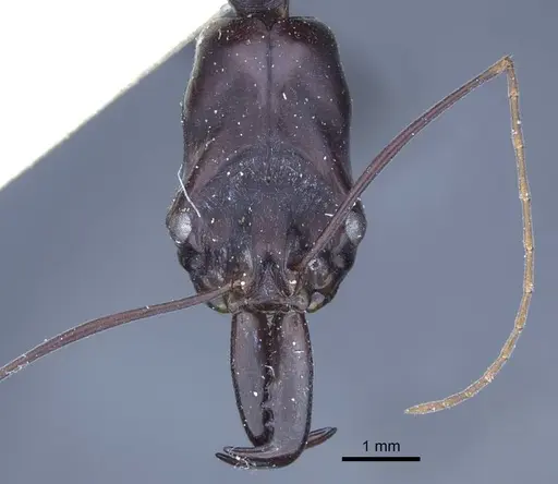 Odontomachus opaculus specimen CASENT0916849 image casent0916849_3