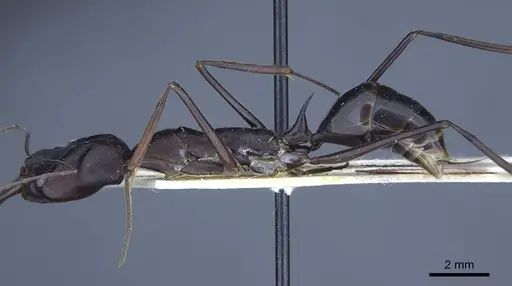 Odontomachus opaculus specimen CASENT0916849 image casent0916849_4