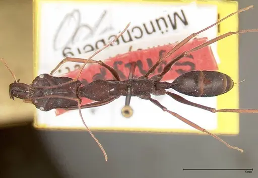 Odontomachus opaculus specimen FOCOL0324 image focol0324_1