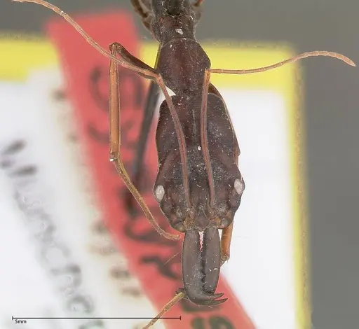 Odontomachus opaculus specimen FOCOL0324 image focol0324_2