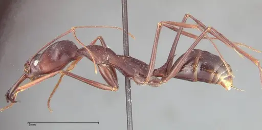 Odontomachus opaculus specimen FOCOL0324 image focol0324_3