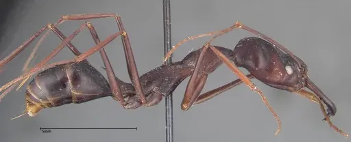 Odontomachus opaculus specimen FOCOL0324 image focol0324_4