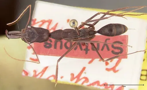 Odontomachus opaculus specimen FOCOL0325 image focol0325_1